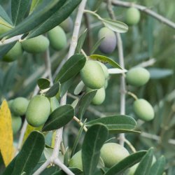 olive sull