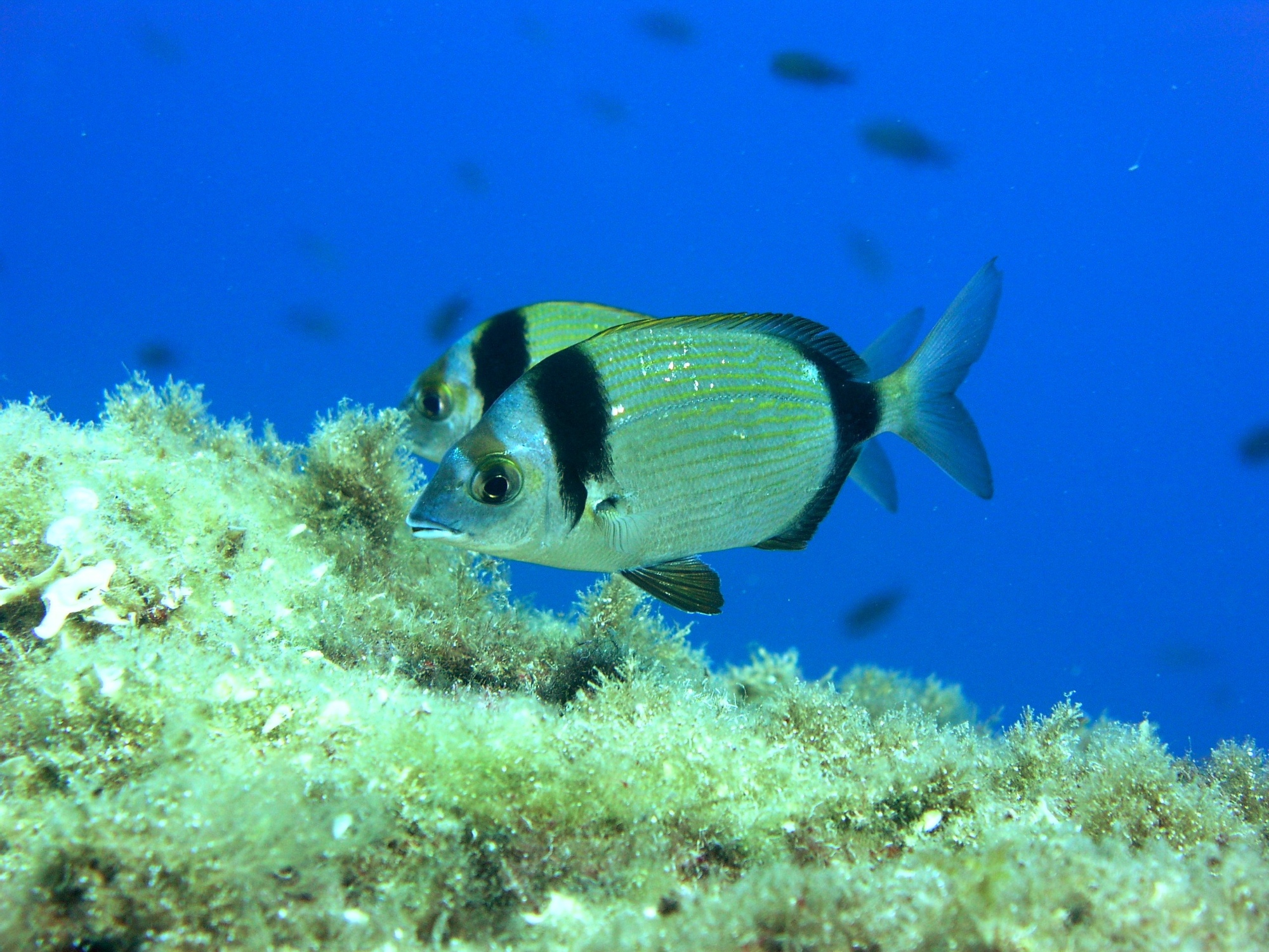 Tuscan Archipelago, bream on the seabed