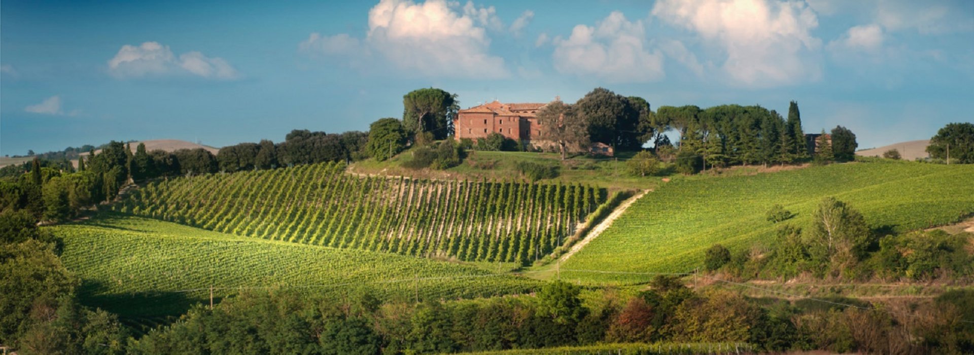 Guided tour of the winery with tasting of Brunello di Montalcino