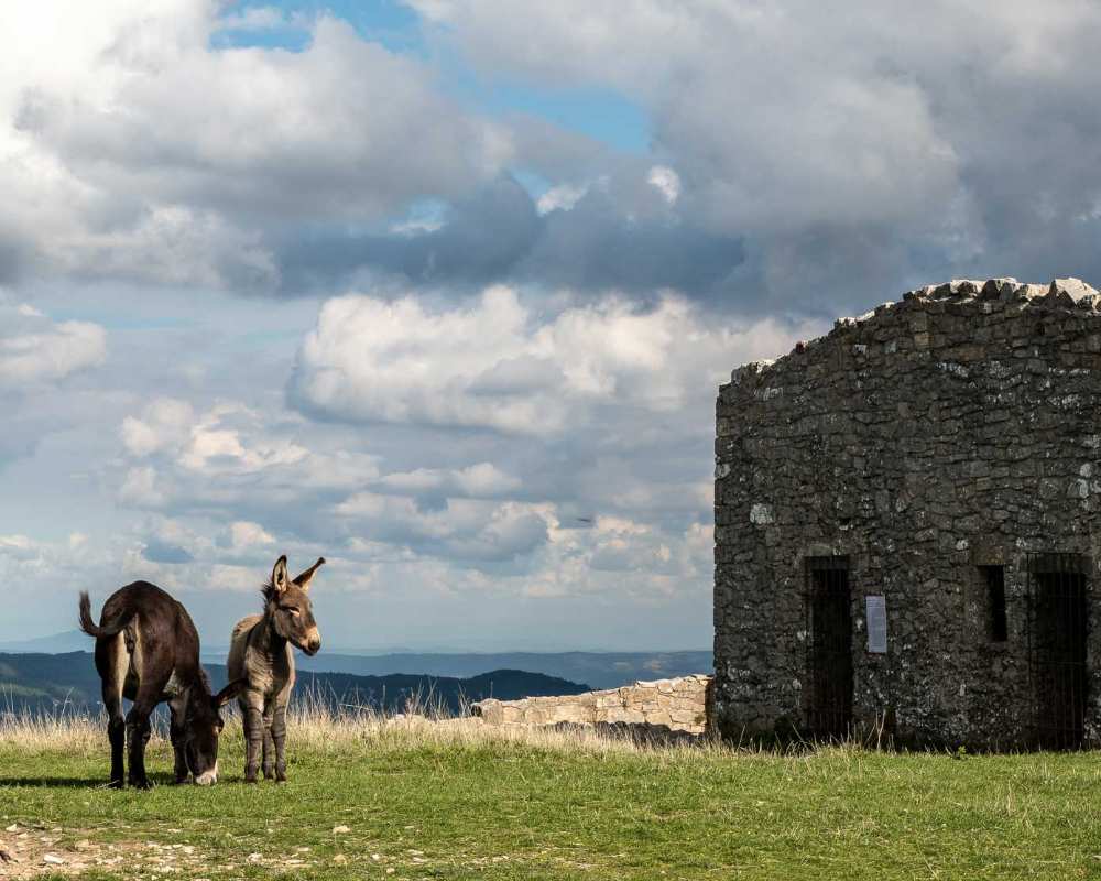 Les ânes locaux sur le Mont Labbro