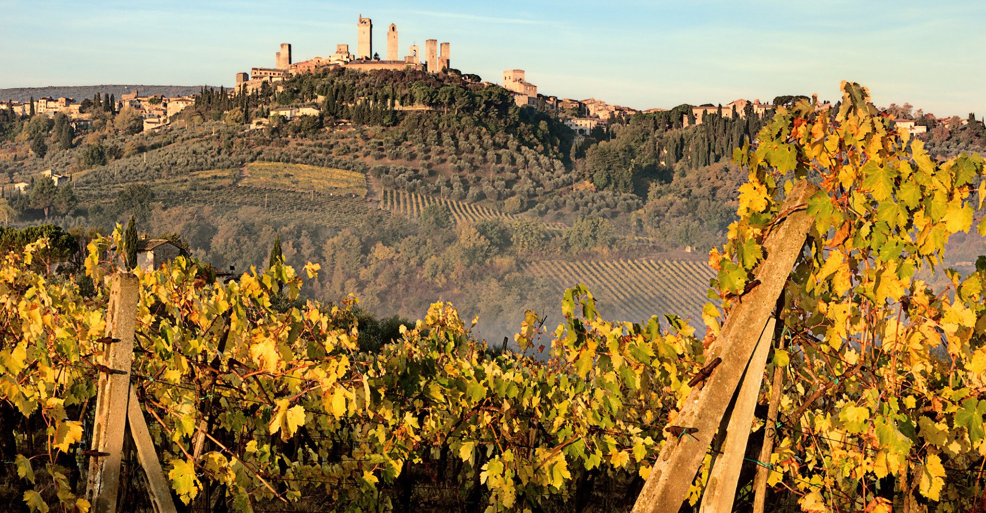 Towers of San Gimignano and vineyards