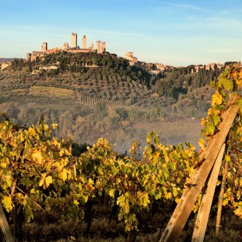 Towers of San Gimignano and vineyards