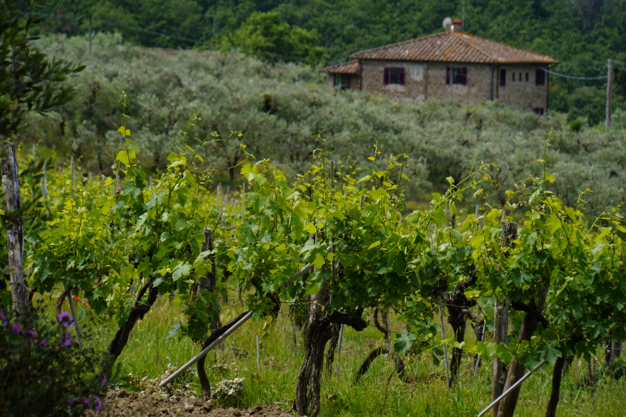 The vineyards around Florence