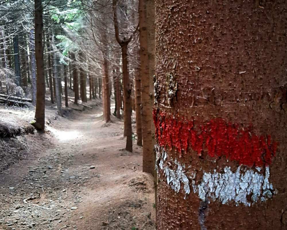 El camino que atraviesa el Bosque de Brattello