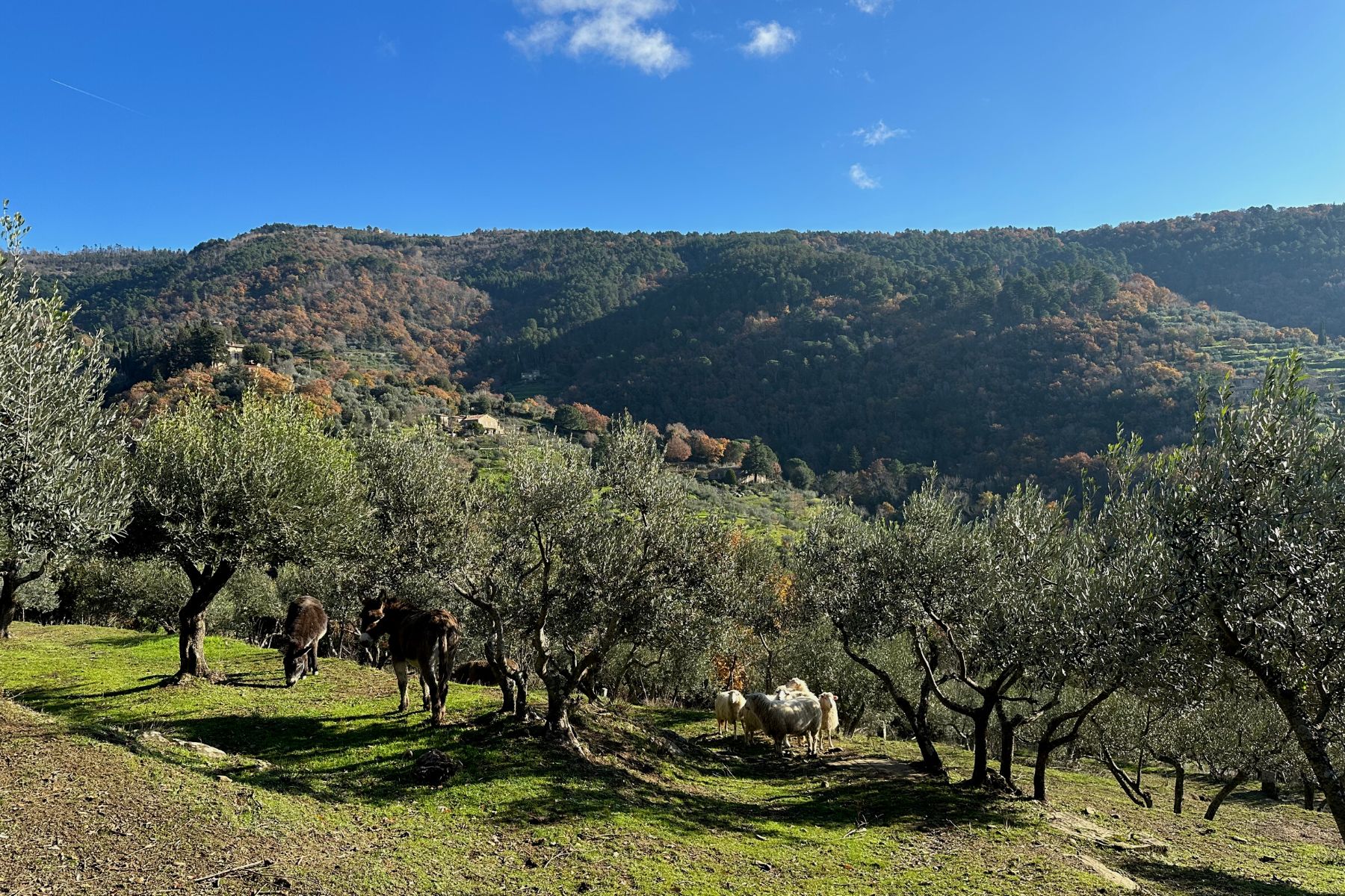 Les oliveraies dans la campagne de Cortona