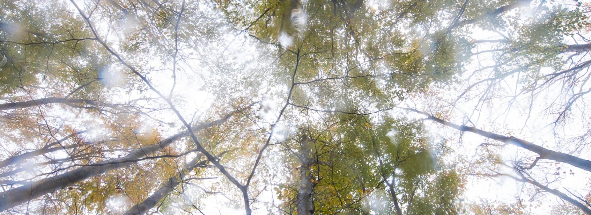 Alberi foresta del Casentino