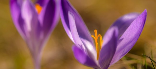 The flowering of the Crocus in the Parco delle Foreste Casentinesi