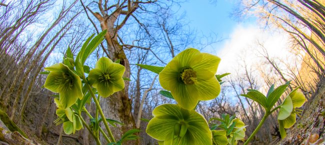 The flowering of Hellebore in the Casentinesi Forest Park