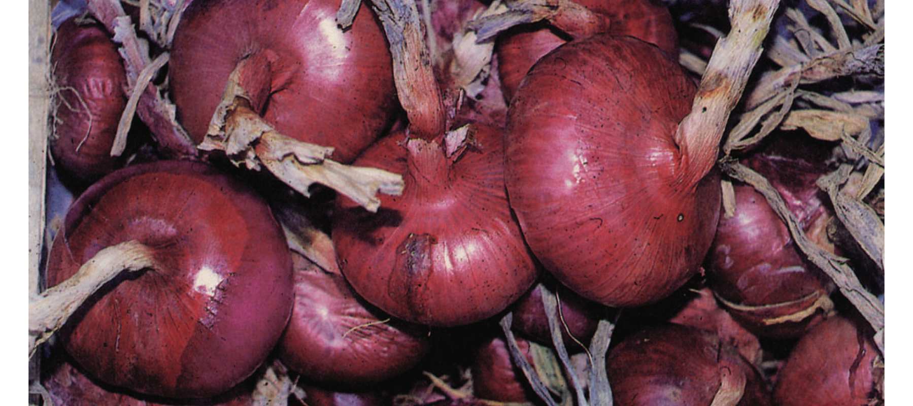 certaldo red onion