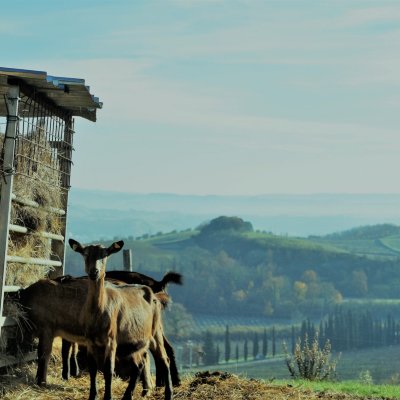 Three experiences to discover the production of milk and cheese on the farm of Val d'Elsa