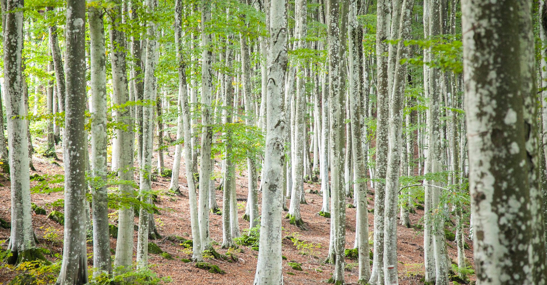 Amiata woods of beech trees