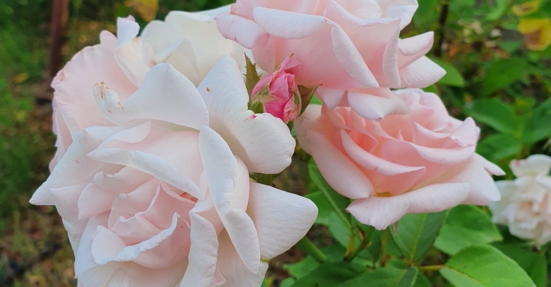 Giardino delle Rose Antiche,