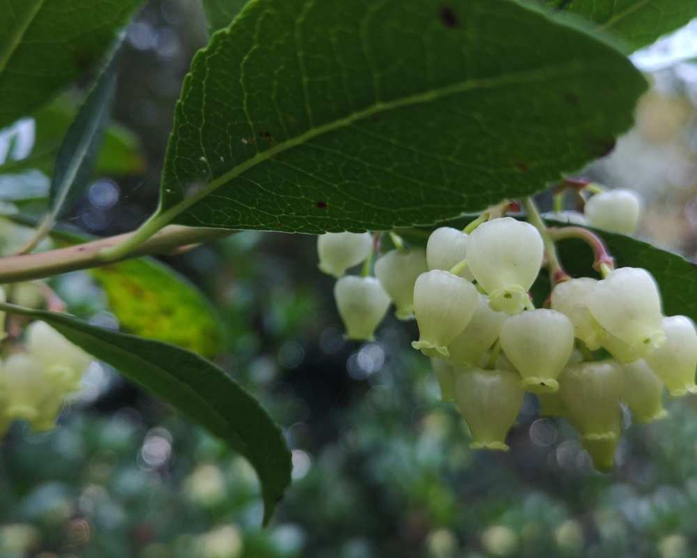 Flowering of the strawberry tree