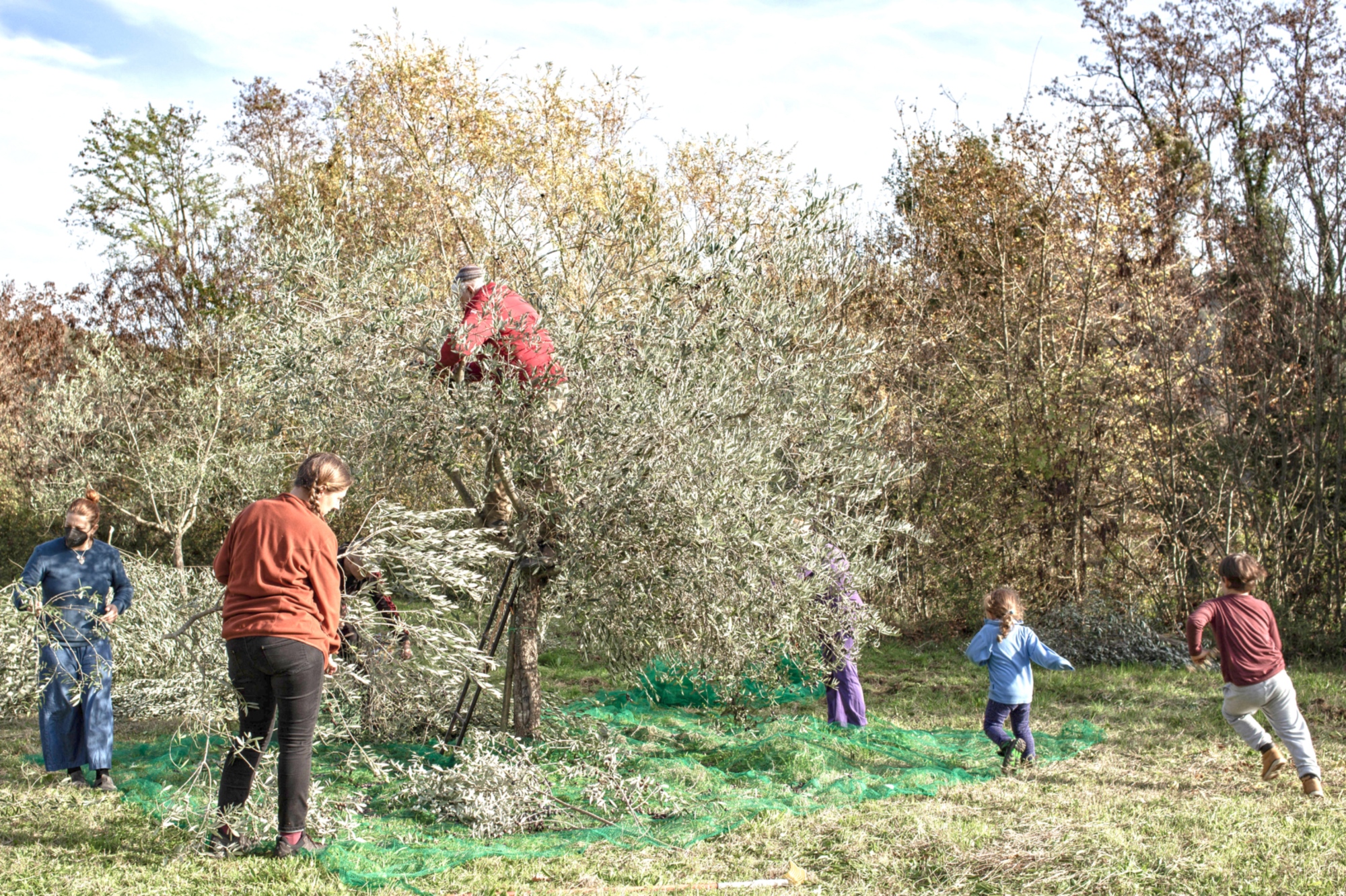 La récolte des olives en famille