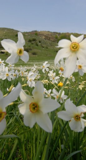 Daffodils in bloom at the Logarghena meadows