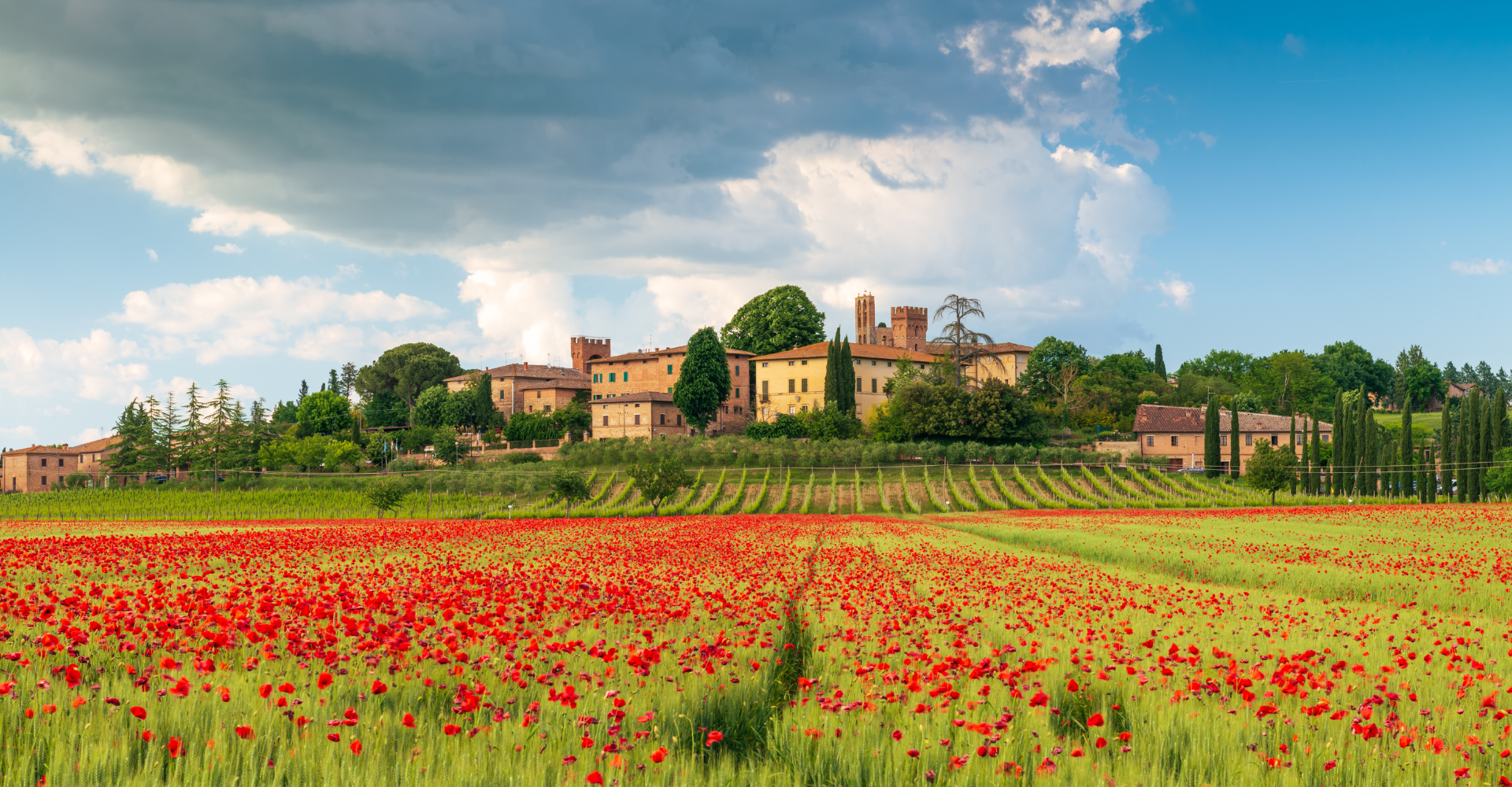 lucignano d'arbia and poppies