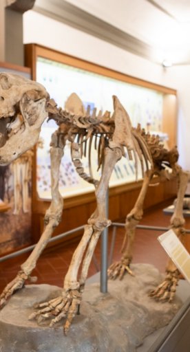 Museo Paleontologico di Empoli