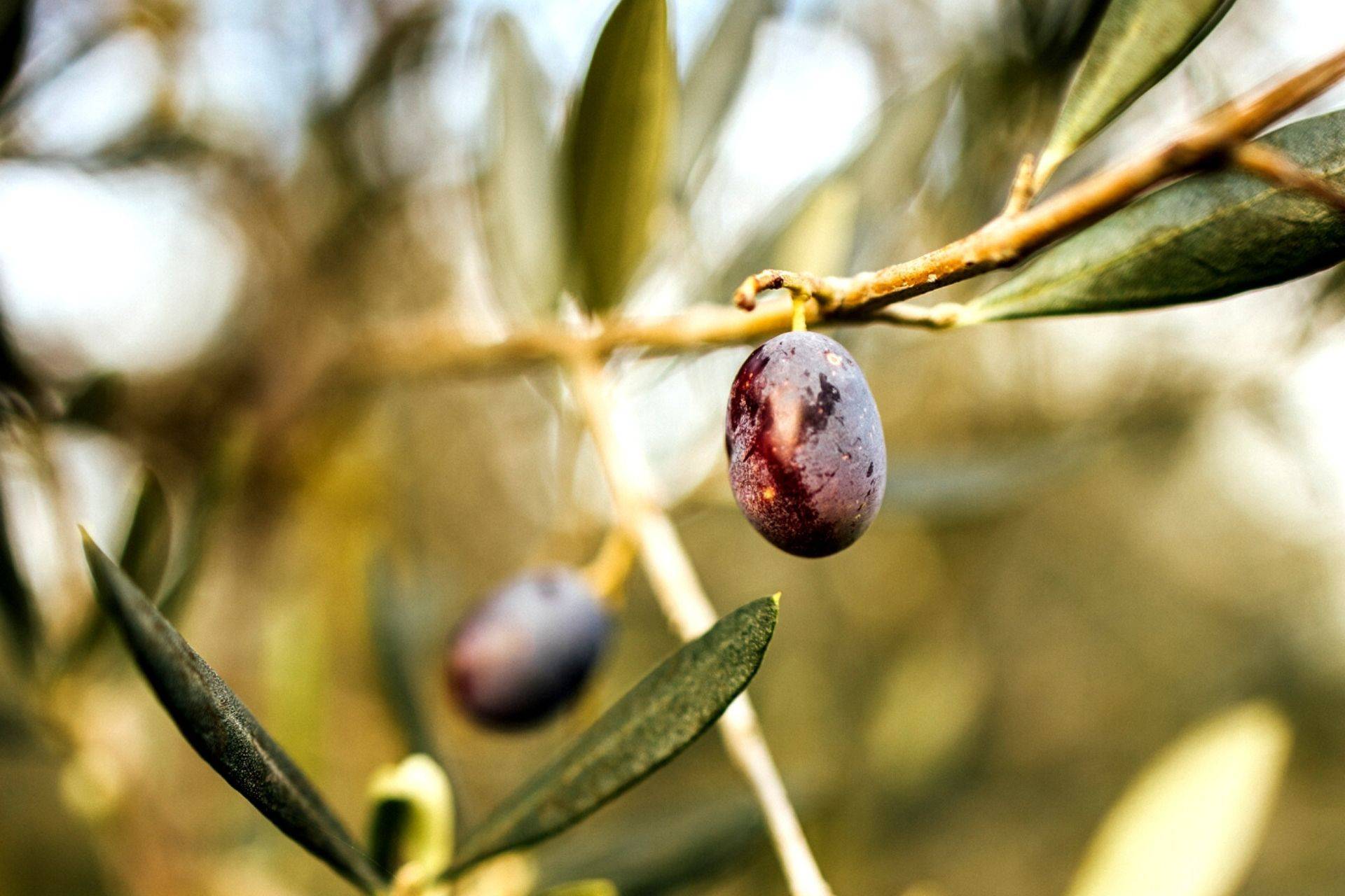 Die Oliven des Valdichiana bei Arezzo