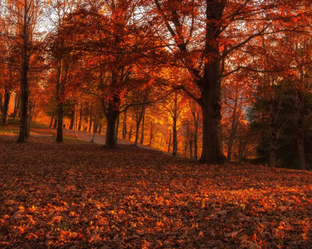 El Parque Orecchiella en otoño
