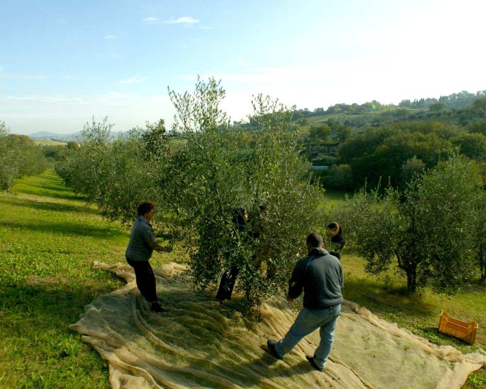 Raccolta delle olive in Valdichiana Senese
