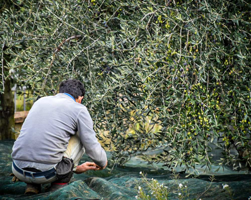 olive harvest in Montalbano