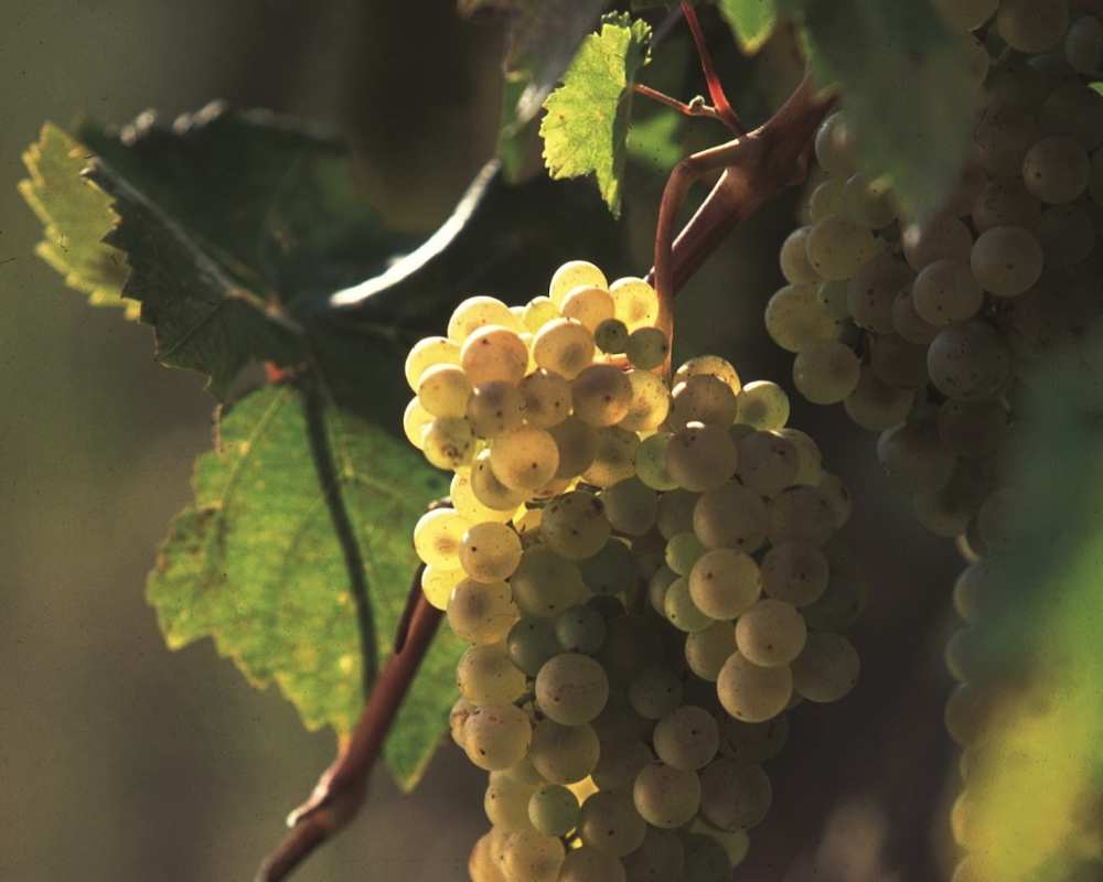 Uvas blancas para el Vino Vernaccia