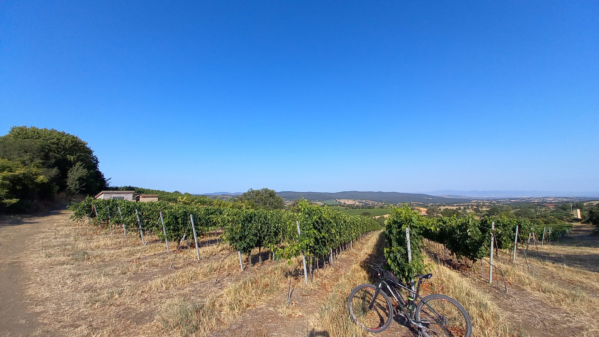 Scansano - Vignobles de Morellino à Mandorlaie