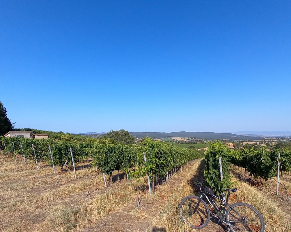 Scasano - Morellino vineyards in Mandorlaie