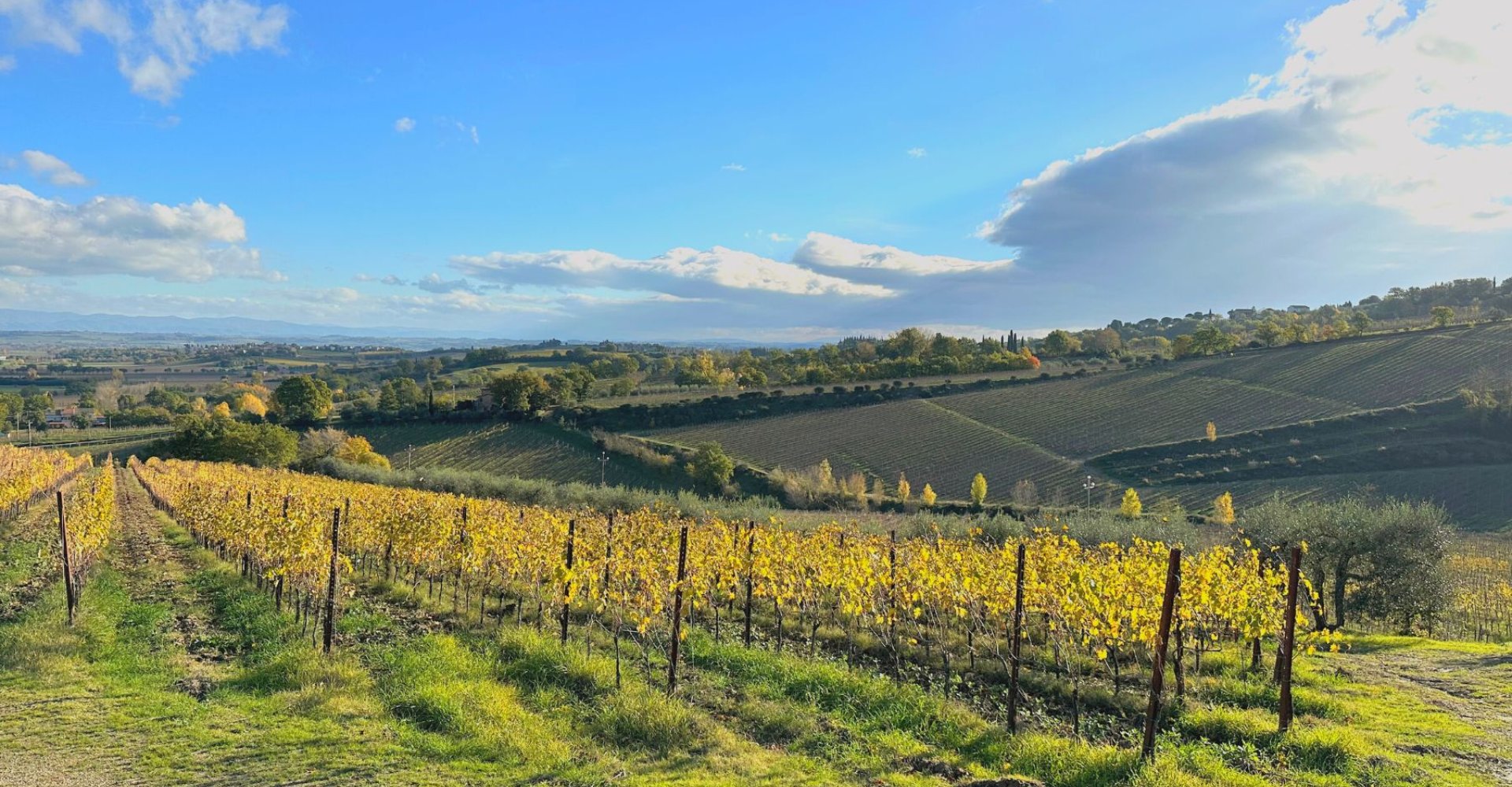 Vignobles dans les alentours de Montepulciano