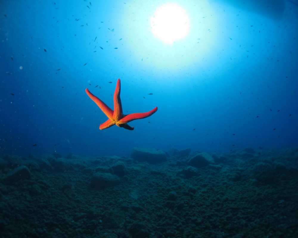 A starfish in the vicinity of Punta Nasuto