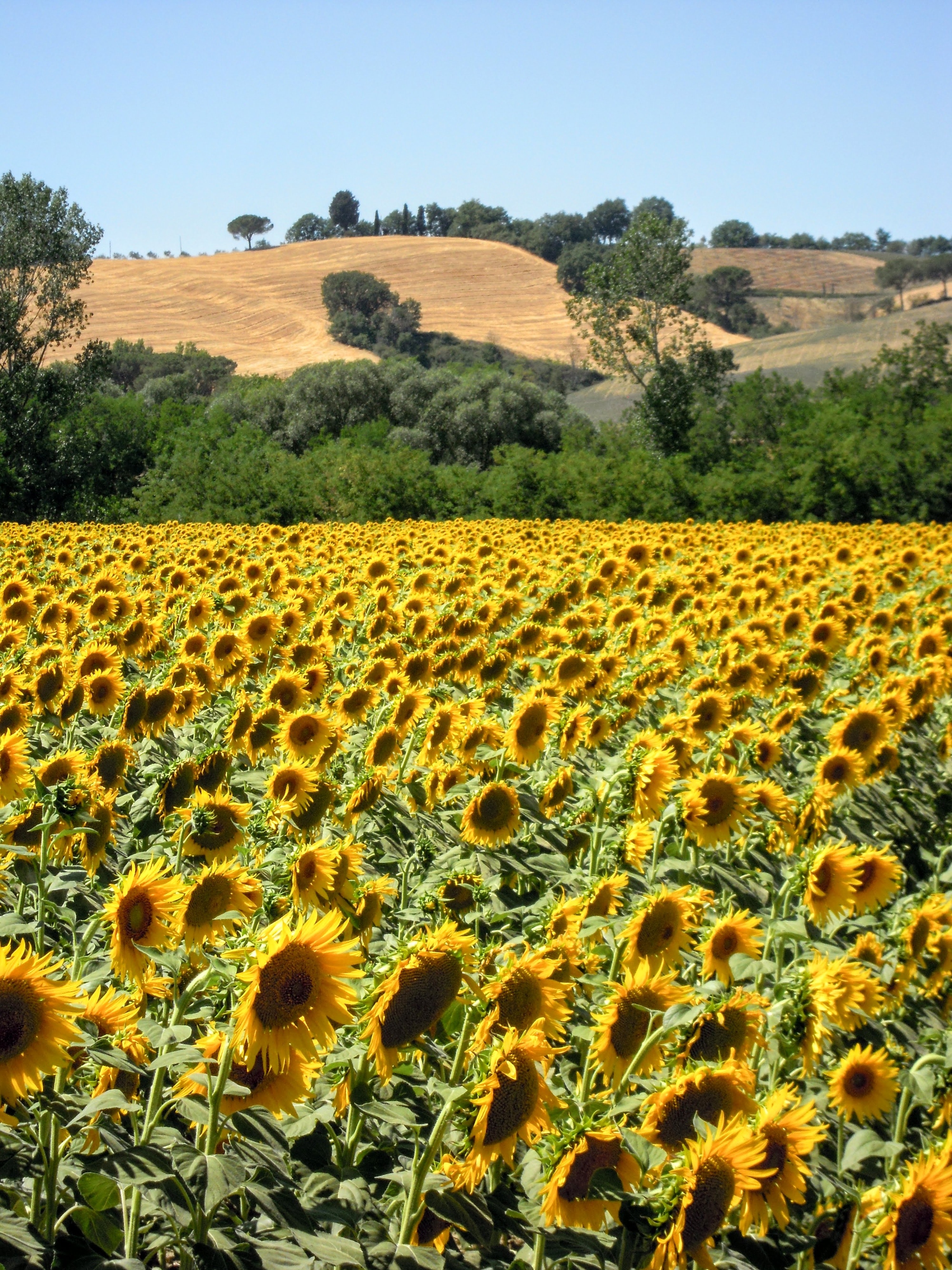 Sunflowers in Asciano
