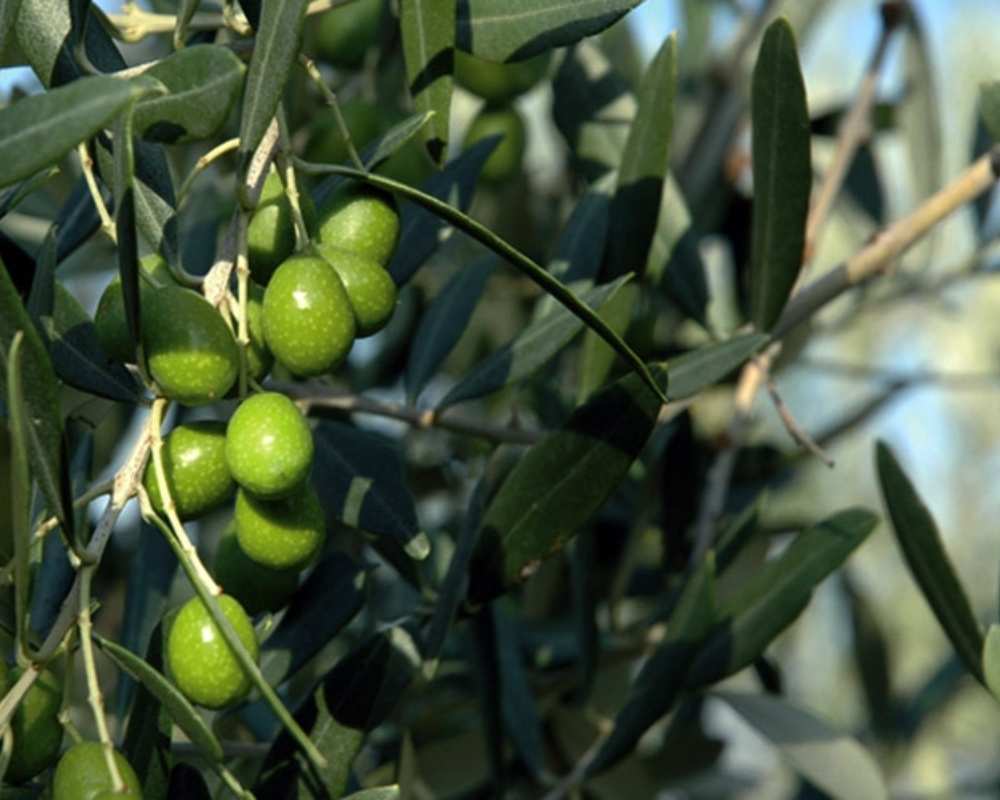Olivenöl aus Seggiano