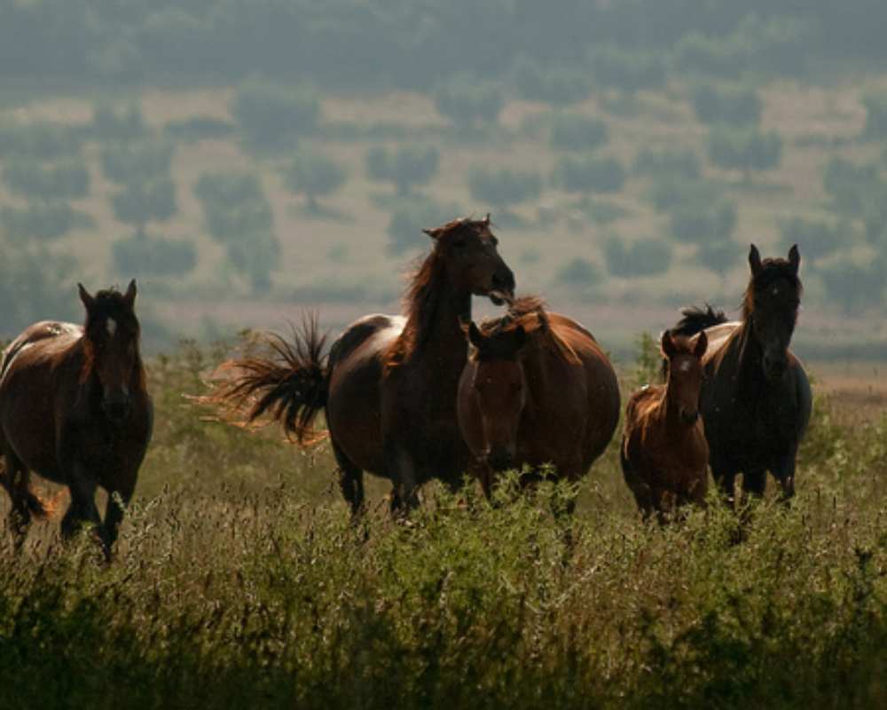 Maremma horses