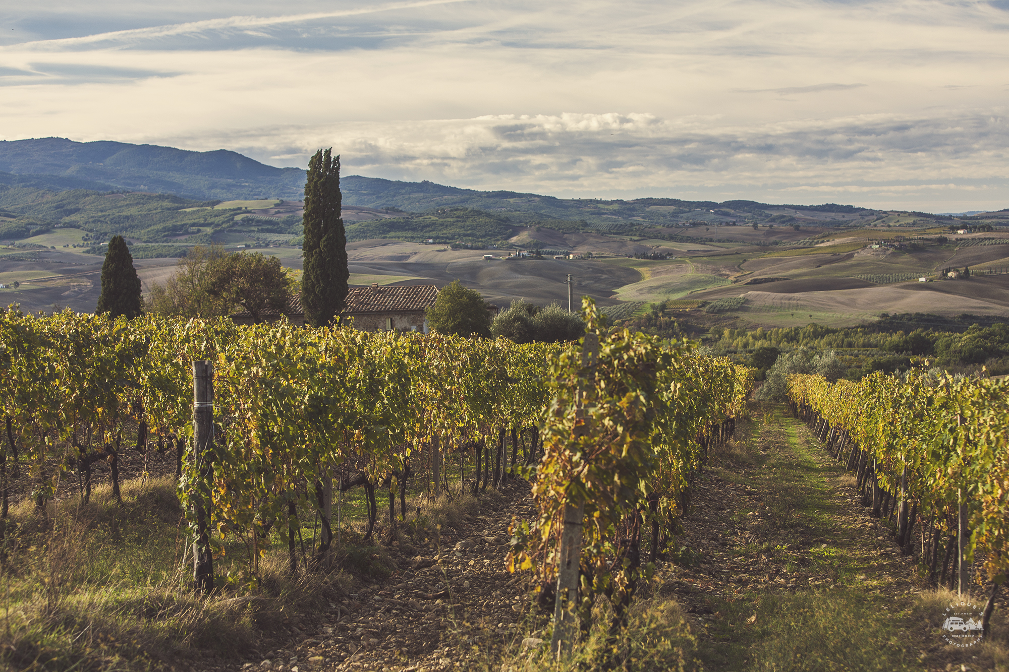 Viñas de Brunello, Montalcino