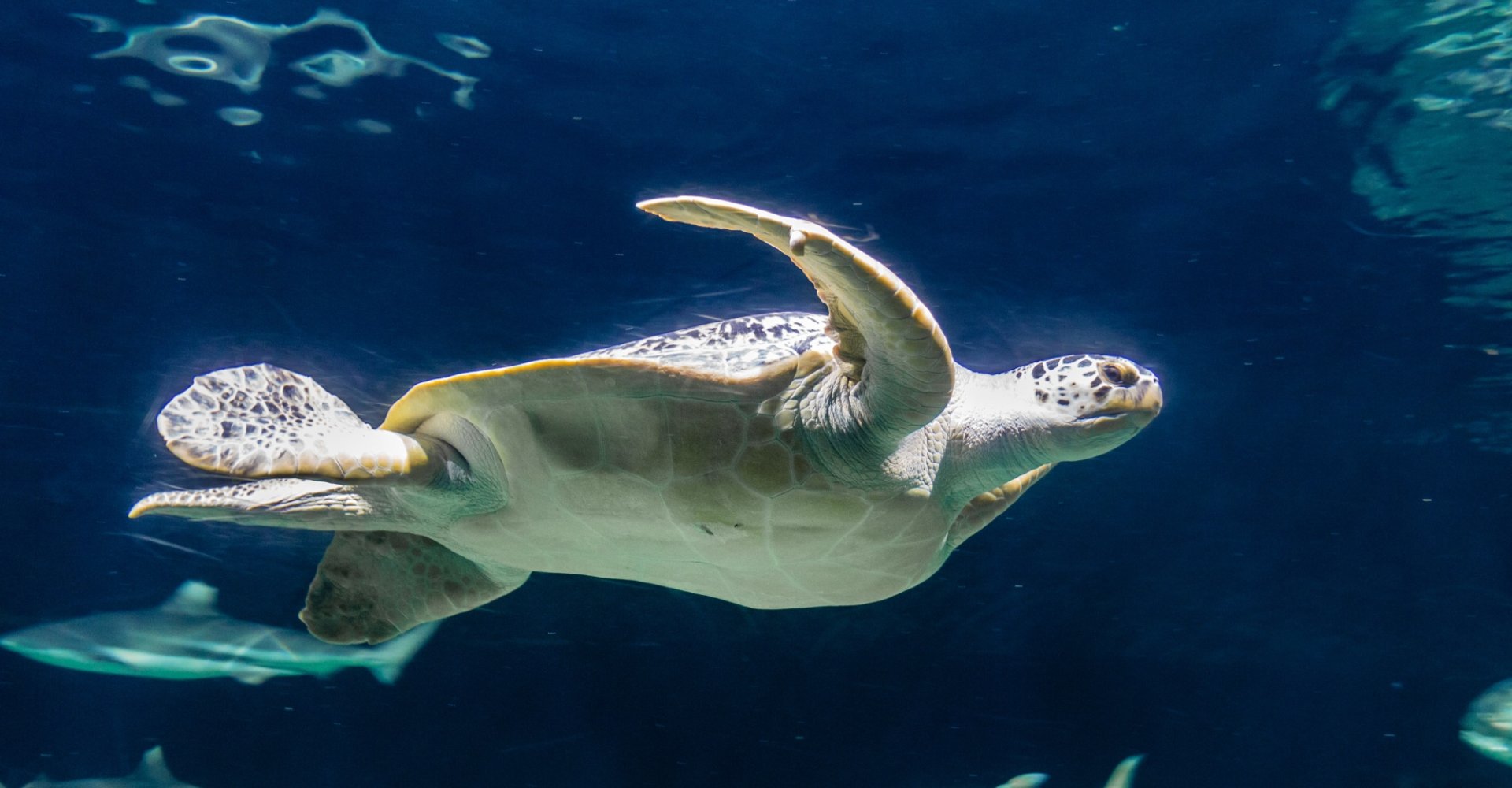 The turtles of the Aquarium in Livorno