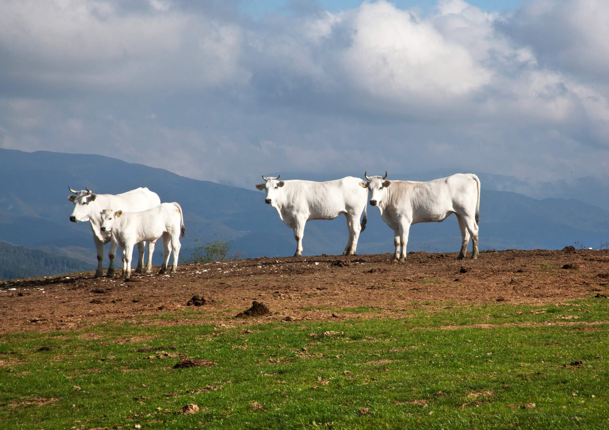 Die autochthone Rinderrasse der Monti della Calvana