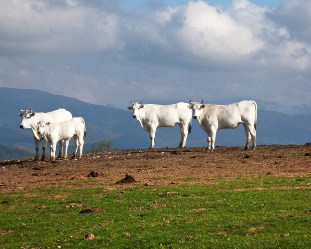 Native Calvanina Cows