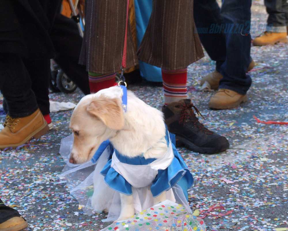 Dog wearing a costume in Viareggio