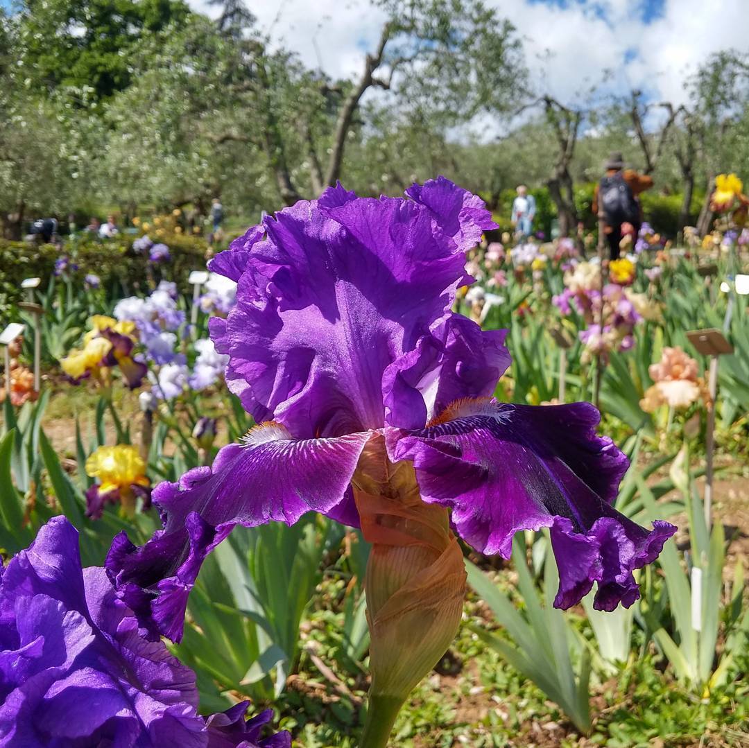 Jardin des iris