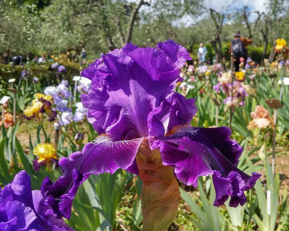 Giardino dell'Iris in Florenz