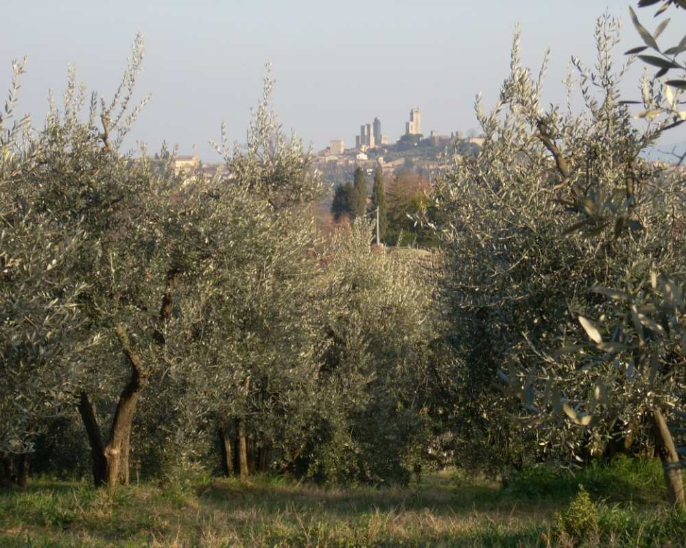 Ein Olivenhain in der Provinz Siena
