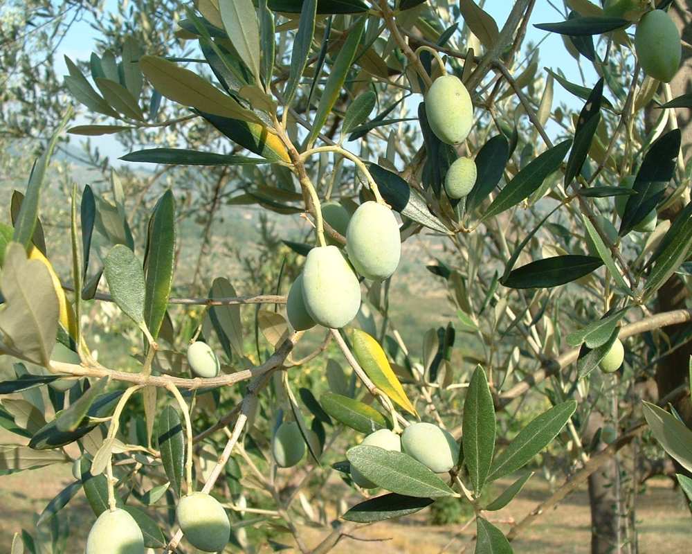 Olives in Carmignano