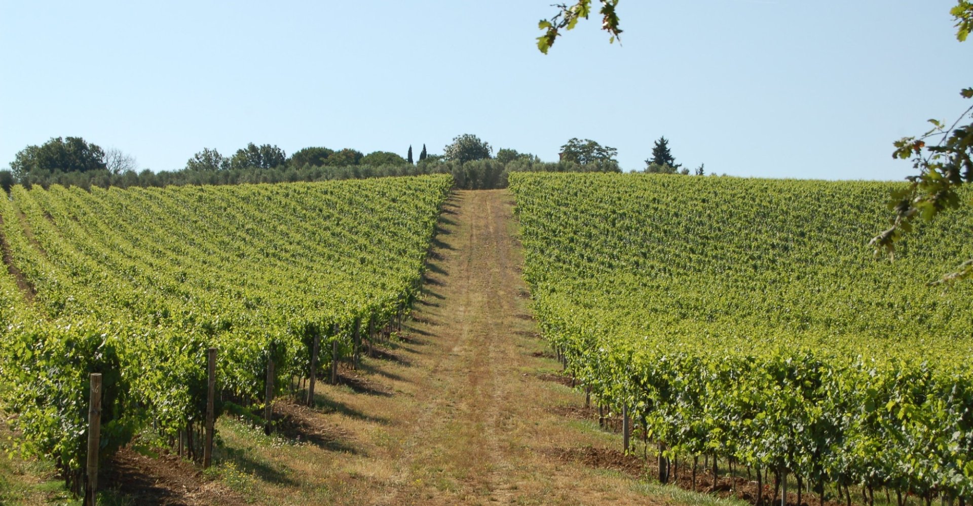 The DOCG wines of Tuscany