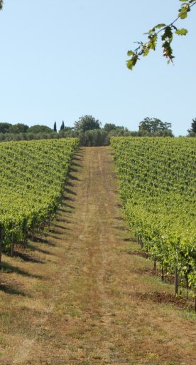 Der toskanische Wein: Ansonica-Rebe an der Küste des Monte Argentario