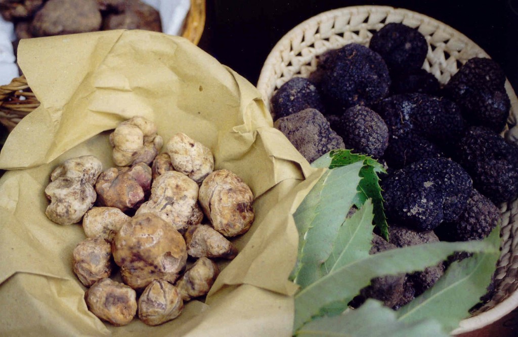 White and black truffle: Tuscan delicacies