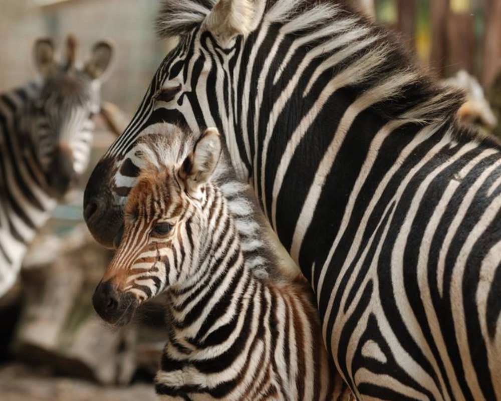 Zebras in dem Zoologischen Garten
