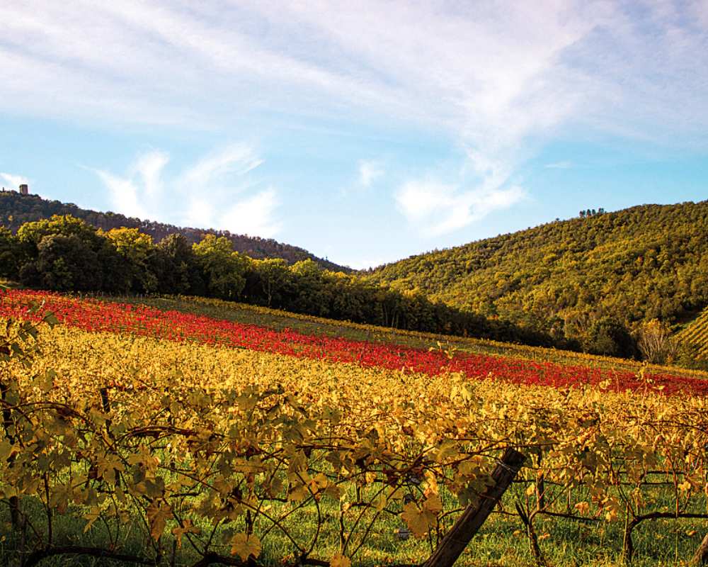 Autumn view of the vineyards in the Valdambra