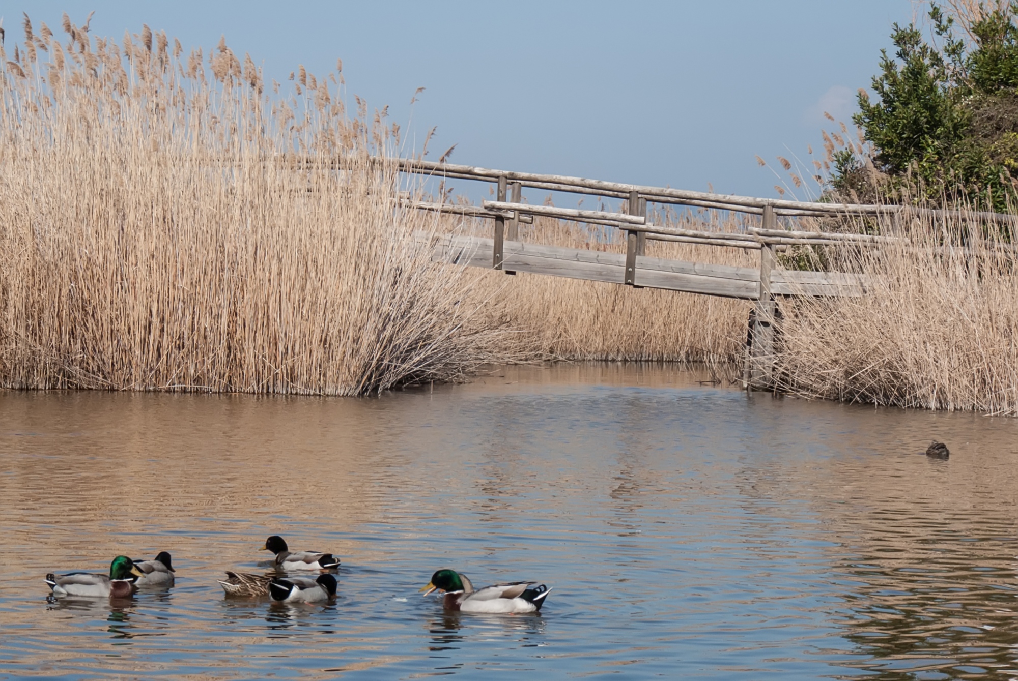 Canards colverts sur le lac Massaciuccoli