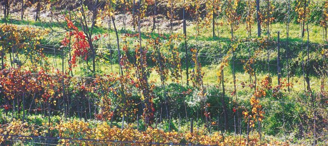 Vineyards in Lunigiana