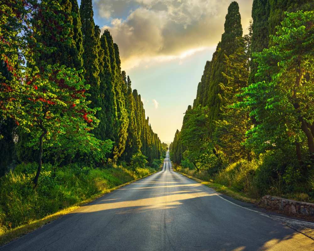 The famous avenue of cypress trees